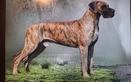 Great Dane dogs for sale: Sire Int Mult Ch Lasa Sta Baluba Del Piccolo Jigo - Image 2
