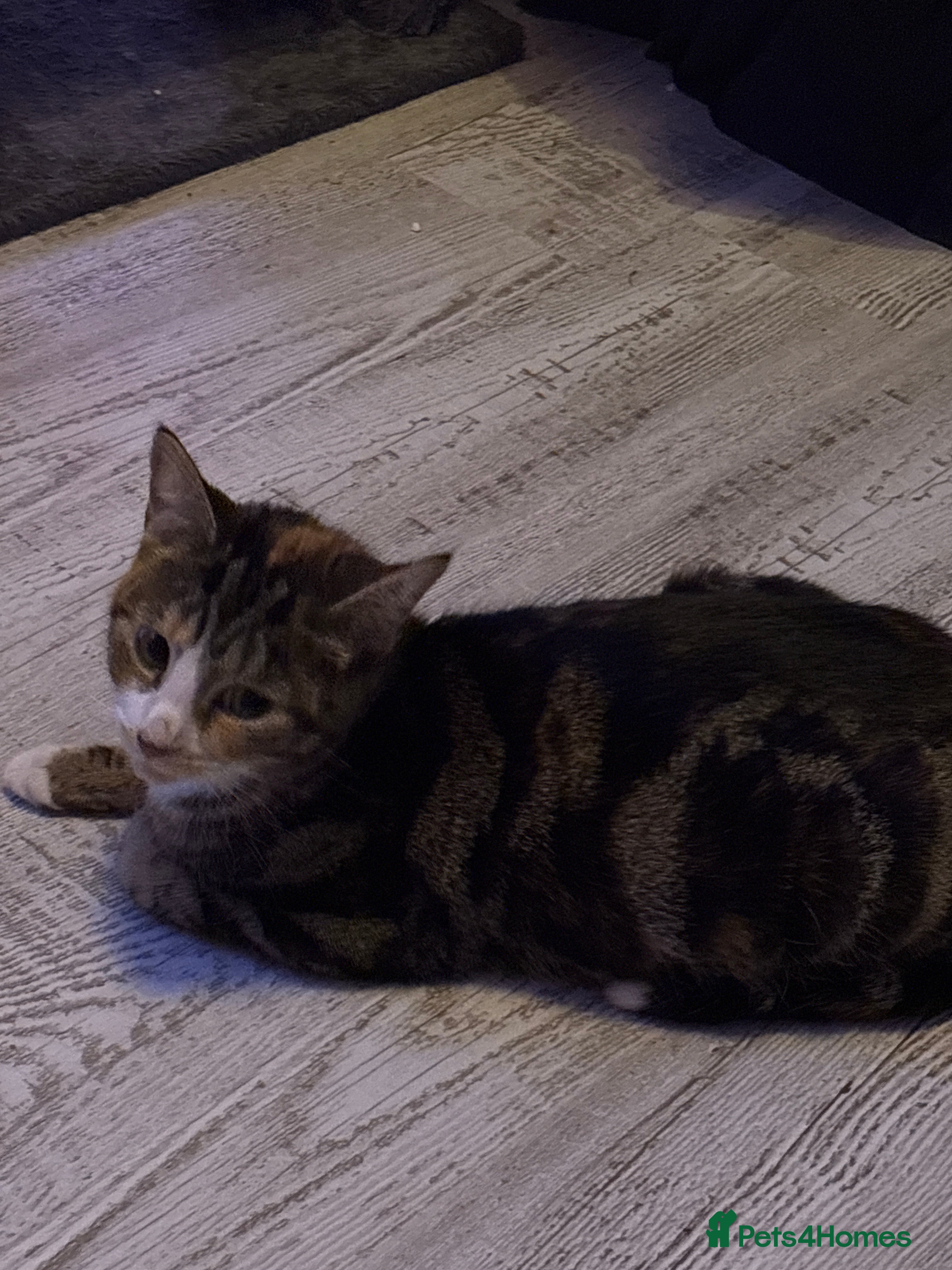 Ragdoll cats !!!Ready to reserve Ragdoll babies!!!  - Advert 2