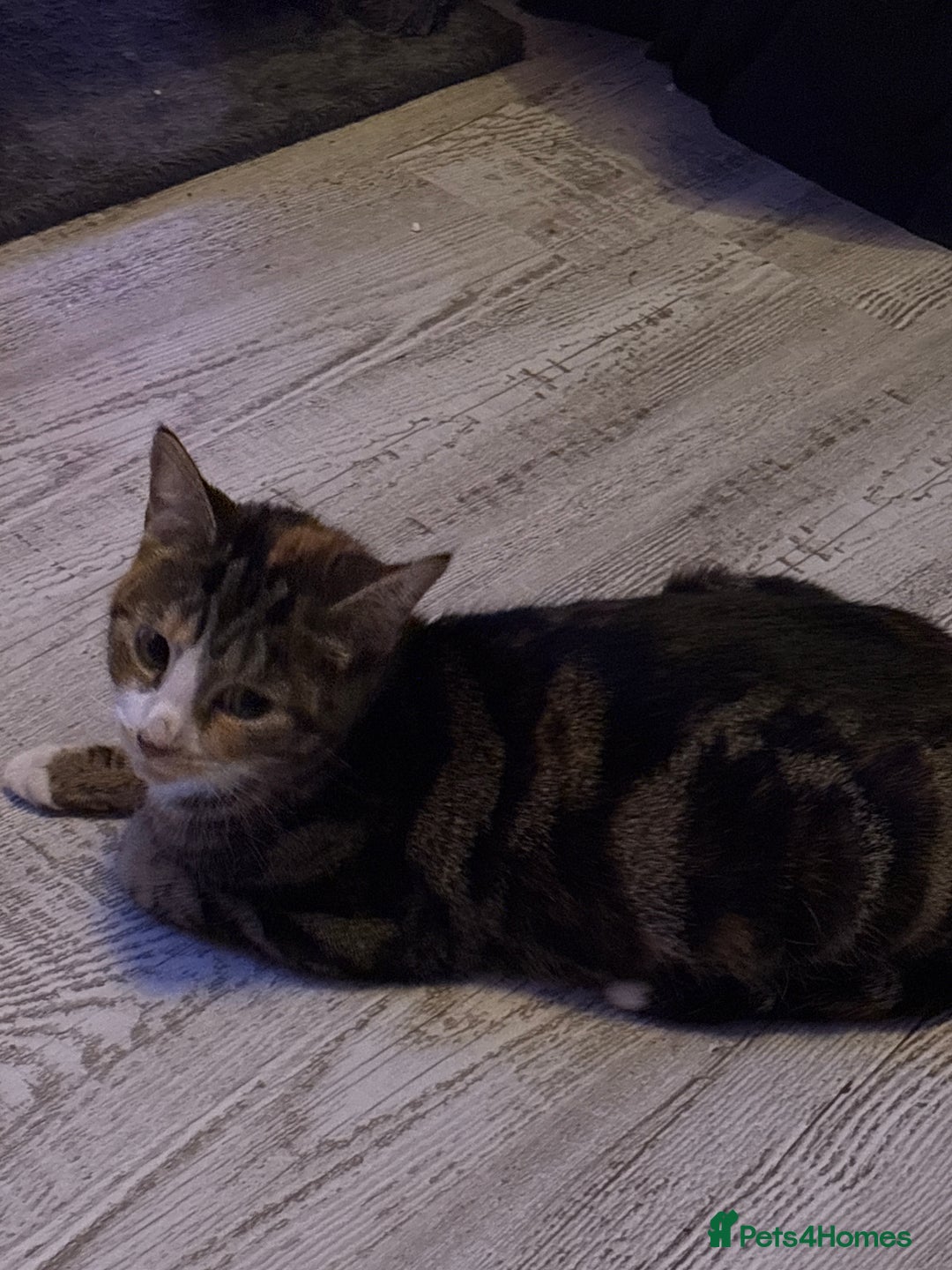 Ragdoll cats for sale: !!!Ready to reserve Ragdoll babies!!!  - Advert 1