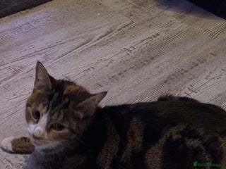 Ragdoll cats !!!Ready to reserve Ragdoll babies!!! - Advert 2