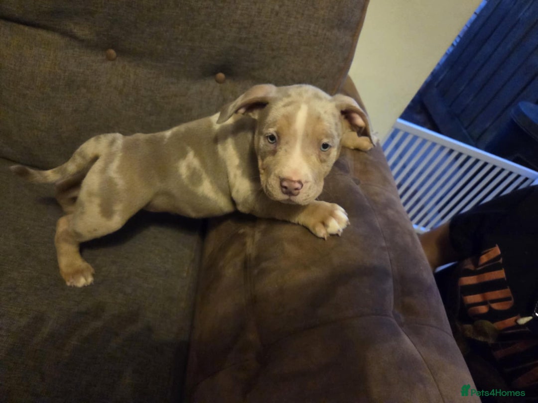 American Bully dogs for sale: American pocket bullys - Image 11
