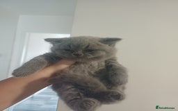 British Shorthair cats for sale: British Shorthair  - Image 24
