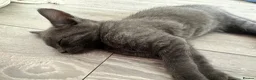 Mixed Breed cats for sale: Giant toe eaters - Advert 7