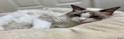 Ragdoll cats for sale: Beautiful male ragdoll kittens - Advert 31