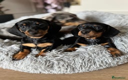 Miniature Dachshund dogs for sale: Mini miniature dachshund puppies  - Image 15