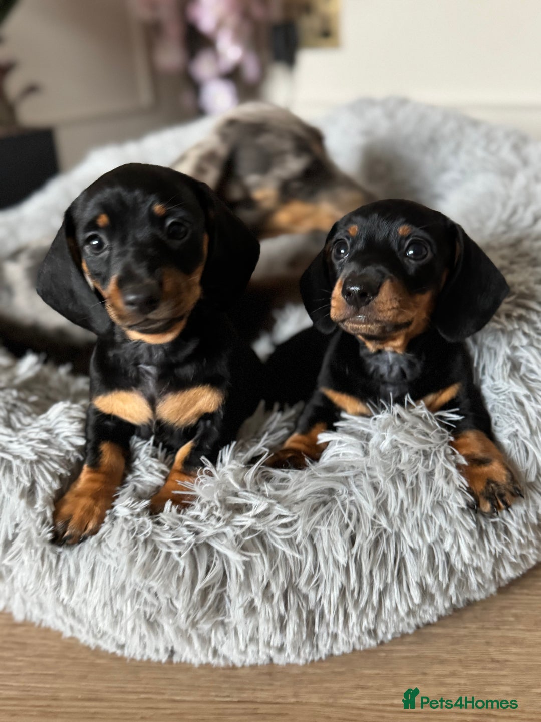 Miniature Dachshund dogs for sale: Mini miniature dachshund puppies  - Image 15