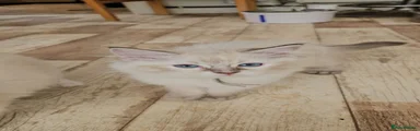 Ragdoll 1