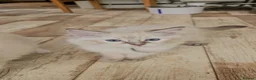 Ragdoll cats for sale: Ragdolls - Advert 7