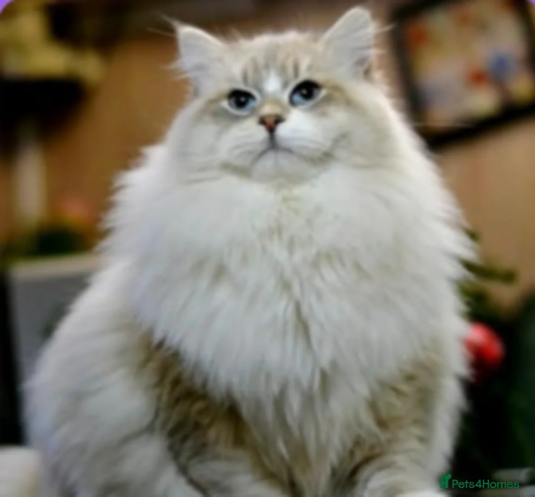 Siberian cats for sale: Home-Raised Siberian Kittens | TICA | Ready July in Norwich - Advert 7