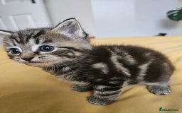 Toybob cats for sale: Bengal / Ragdoll  - Image 1