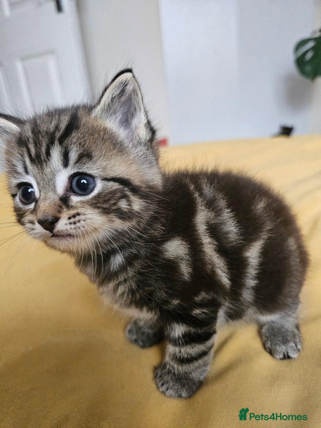 Toybob cats for sale: Bengal / Ragdoll  - Image 1