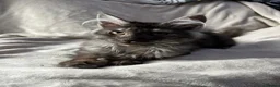 Maine Coon cats for sale: maine coon  - Advert 9