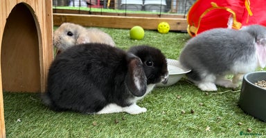 Mini Lop rabbits - Advert 4