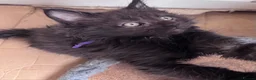 Maine Coon cats for sale: Big Ears & Fluffy Coats – Maine Coon Kittens  - Advert 22