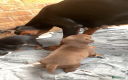 Dobermann dogs for sale: Doberman male  - Image 4