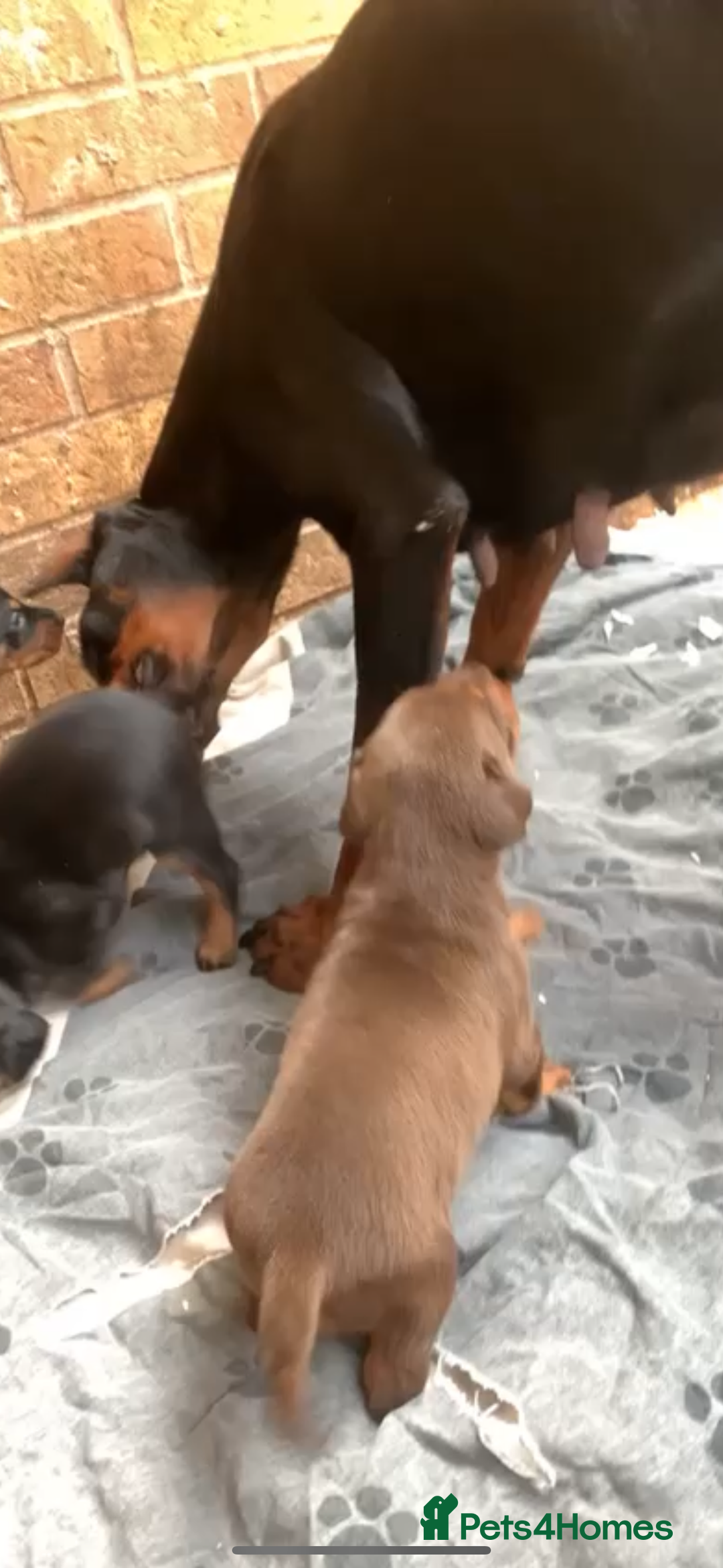 Dobermann dogs for sale: Doberman male  - Image 4
