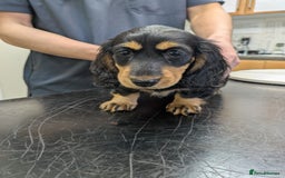 Miniature Dachshund dogs for sale: **Ready Now** Long Haired KC PRA Clear - Image 7