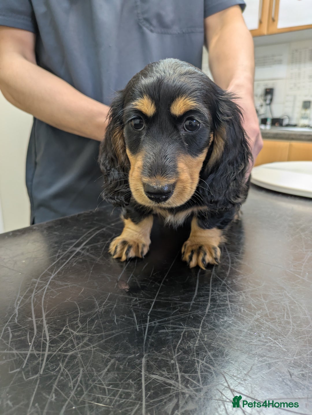 Miniature Dachshund dogs for sale: **Ready Now** Long Haired KC PRA Clear - Image 7