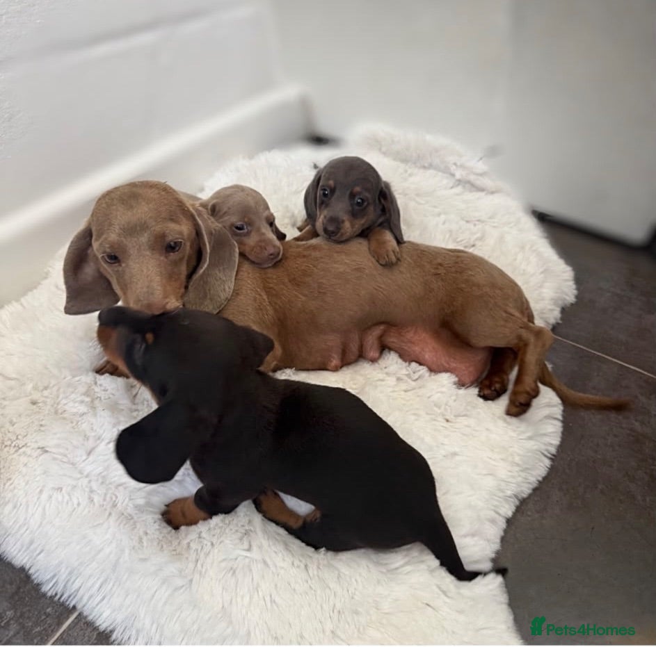Miniature Dachshund dogs 3 stunning dachshund puppies  - Advert 1
