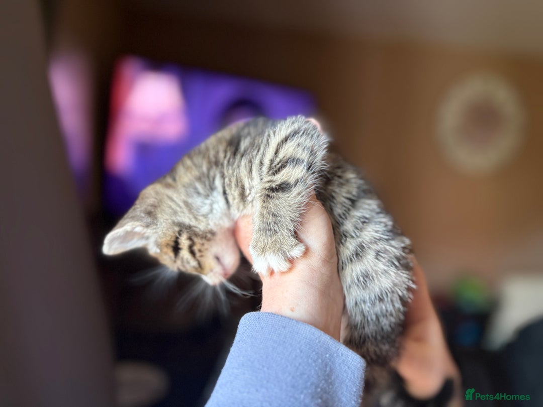 Siberian cats for sale: Beautiful Siberian/Norwegian mix kittens - Image 5