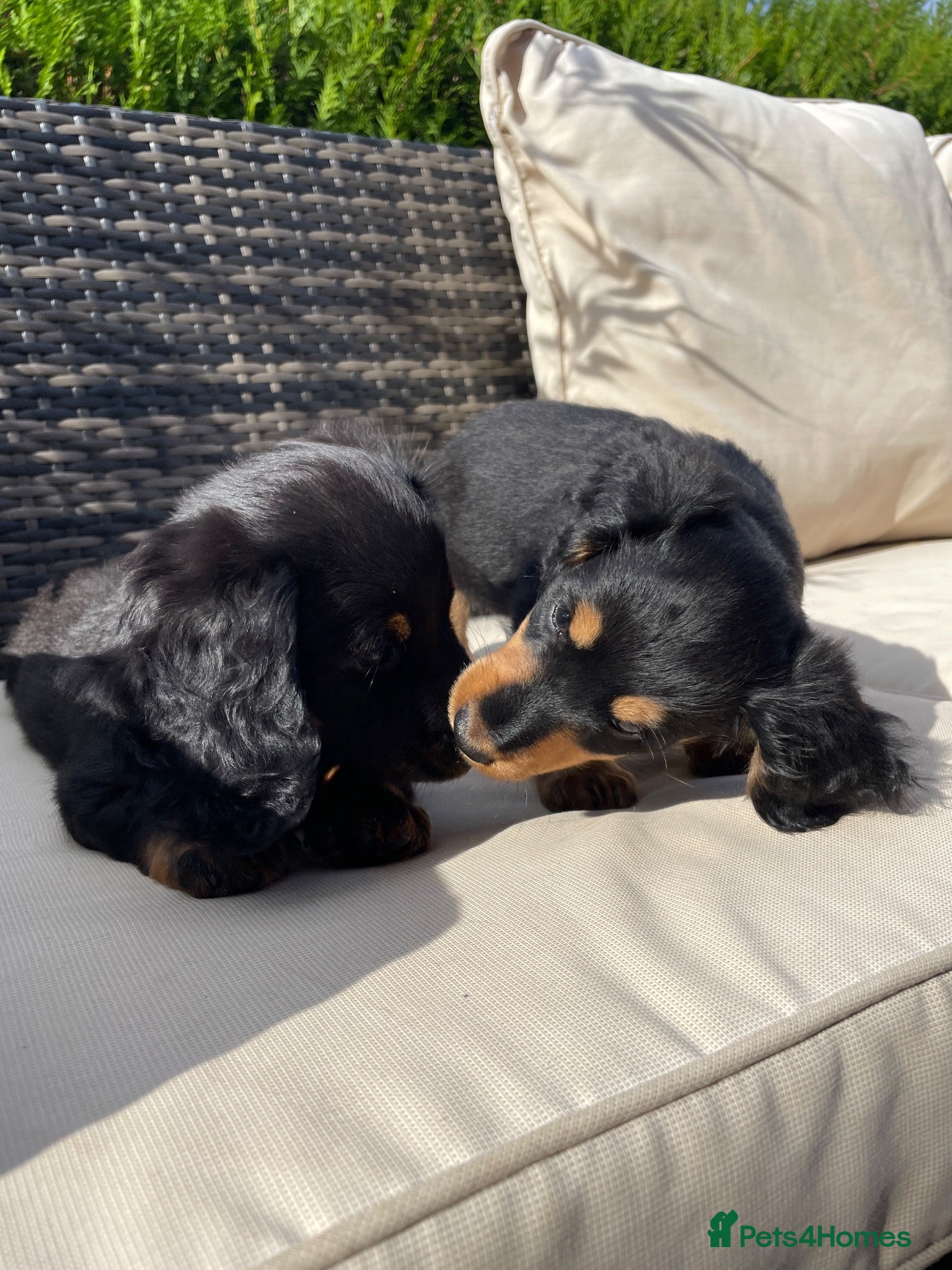 Miniature Dachshund dogs Miniature long haired dachshunds - Advert 14
