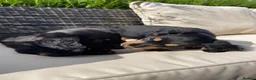 Miniature Dachshund dogs for sale: Miniature long haired dachshunds  - Advert 8
