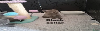 Black collar male