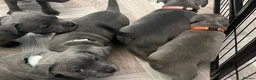 Staffordshire Bull Terrier dogs for sale: K. C registered blue Staffordshire puppies - Advert 18