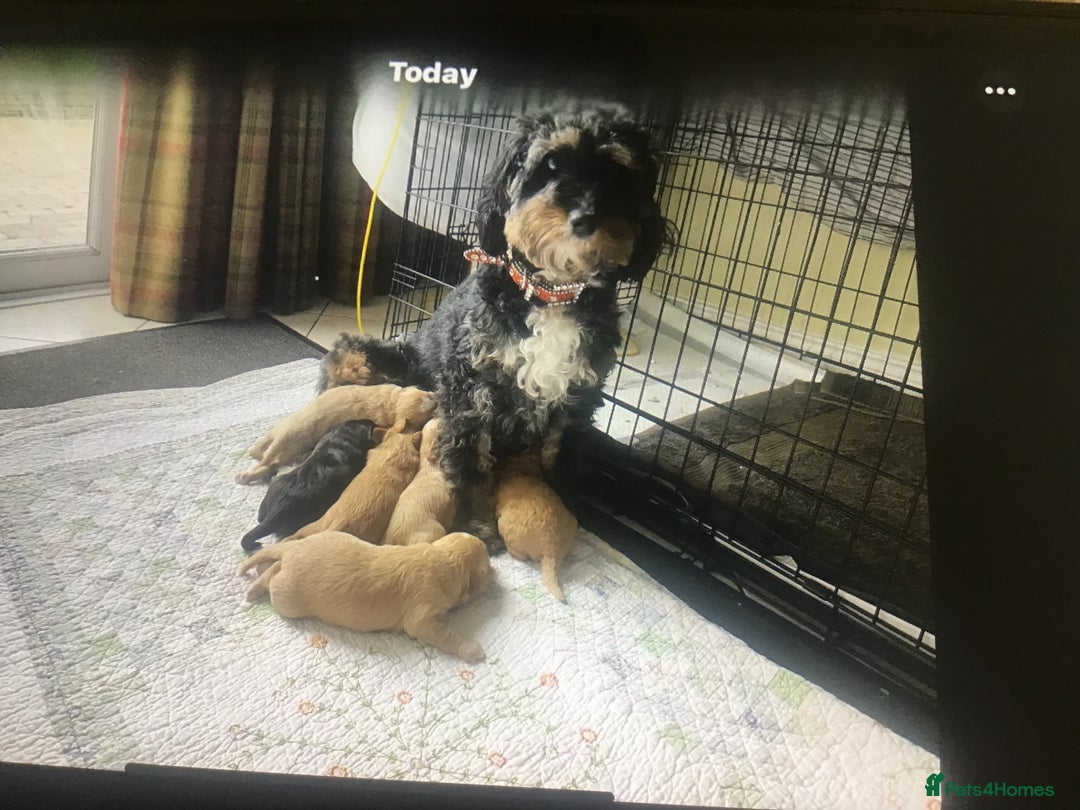 Bernedoodle dogs for sale: Rare Toy bernedoodles  - Advert 8