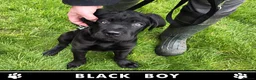 Cane Corso dogs for sale: ⭐️Cane Corso Pups⭐️Pure Championship Genes🏆 - Advert 13
