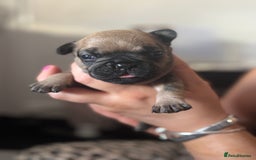 French Bulldog dogs for sale: Beautiful French bulldog puppies - Image 5
