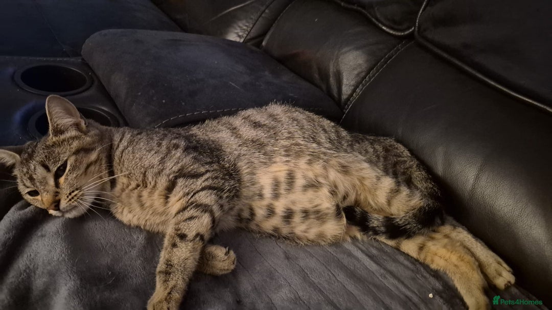 Ragdoll cats for sale: Mixed ragdoll kittens - Advert 4