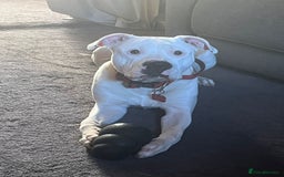 American Bull Staffy dogs for sale: Eight month old American Bull Staffy - Image 4