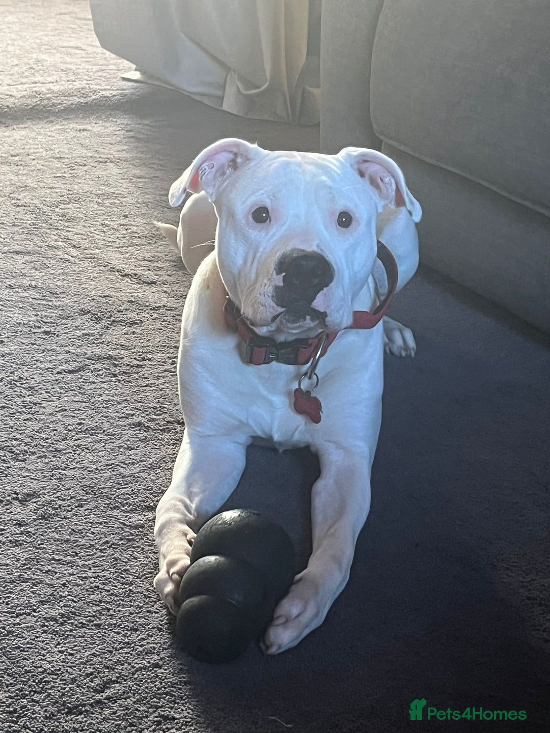 American Bull Staffy dogs for sale: Eight month old American Bull Staffy - Image 4