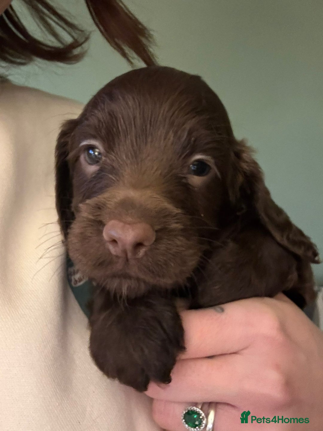 Cocker Spaniel dogs for sale: Litter of Cocker Spaniels ready for New Year - Advert 11