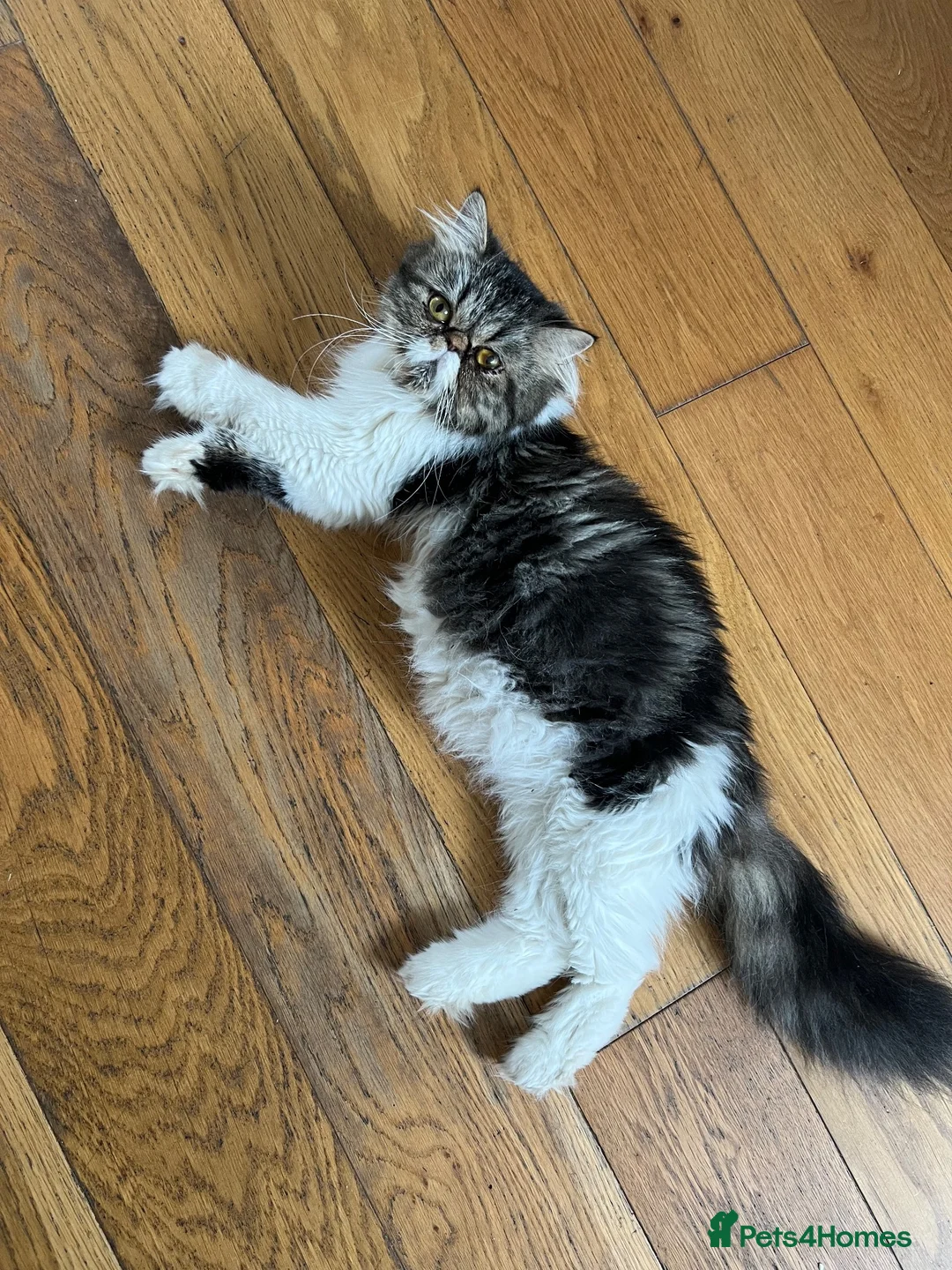 Persian cats for sale: Loving 16wks boy in Hemel Hempstead - Advert 5