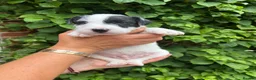 Parson Russell dogs for sale: Parson Russell Terrier Pups in Grantham - Advert 7