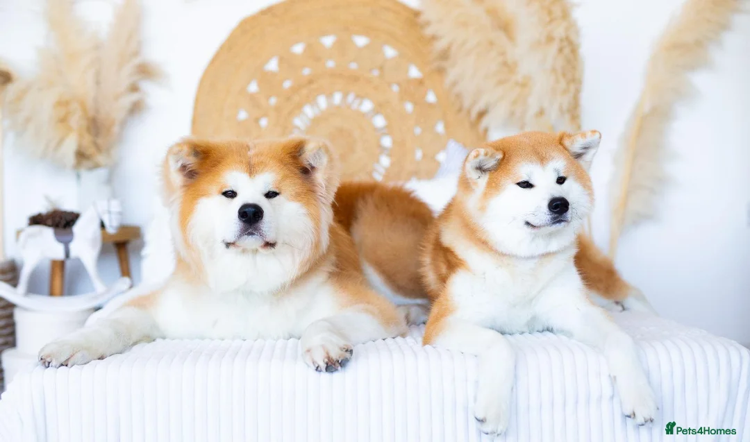 Japanese Akita Inu dogs for sale:  Japanese Akita Inu Puppies – Red Fawn - Advert 7