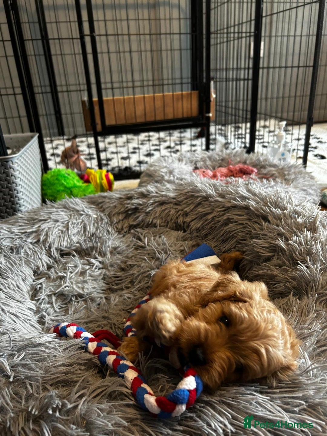Cavapoo dogs for sale: Cavapoos  - Image 2