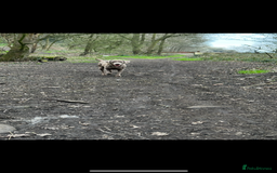 Labrador Retriever dogs for sale: Chunky Chocolate Labrador Puppies  - Image 6