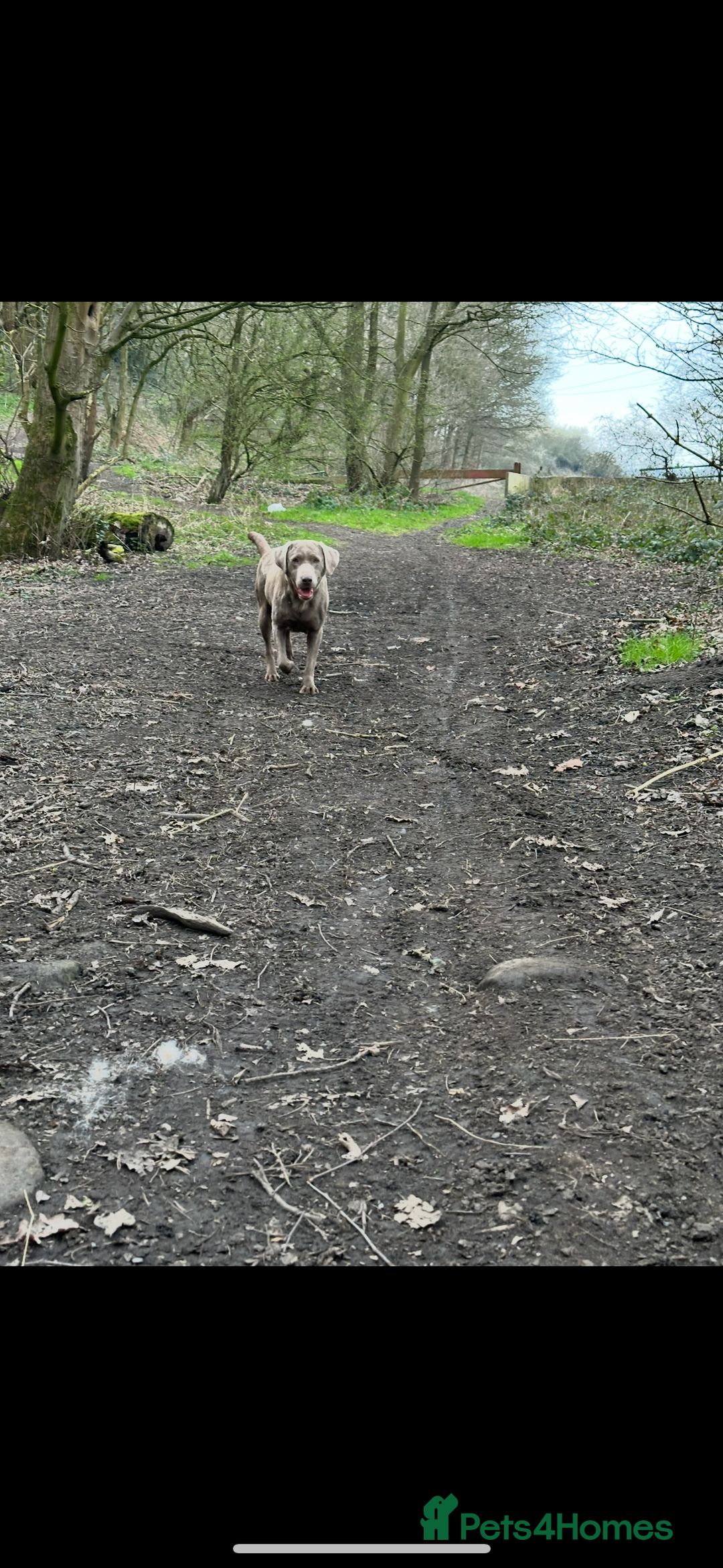 Labrador Retriever dogs for sale: Chunky Chocolate Labrador Puppies  - Image 6