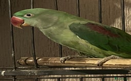 Parakeets birds for sale: Alexandrines for sale - Image 4