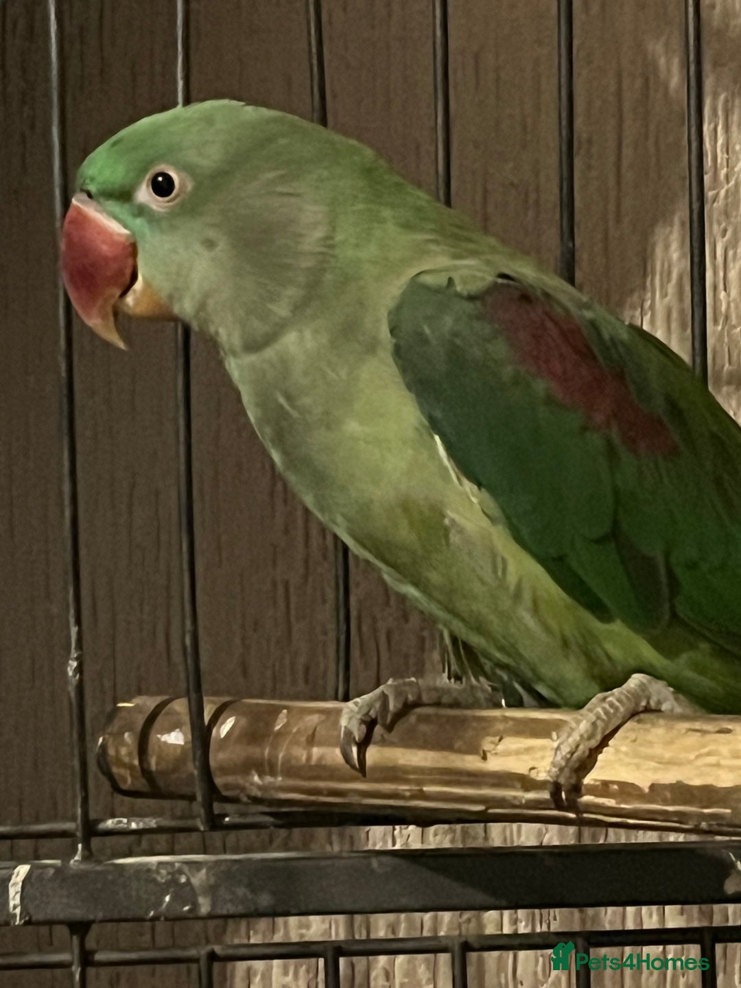 Parakeets birds for sale: Alexandrines for sale - Image 4