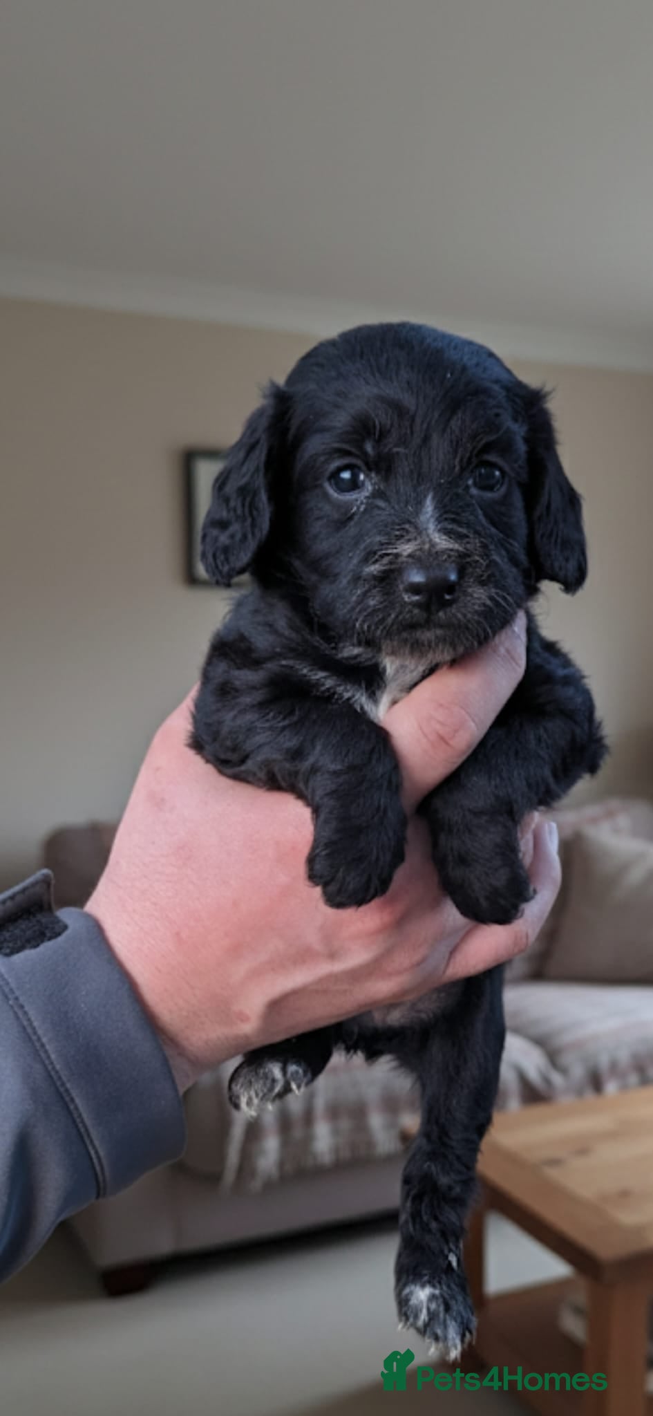 Cockapoo dogs 7 stunning cockapoo puppies in Slough - Advert 3