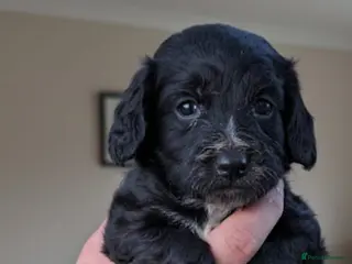 Cockapoo dogs 7 stunning cockapoo puppies in Slough - Advert 3