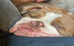 English Bulldog dogs for sale: For new home  - Image 3