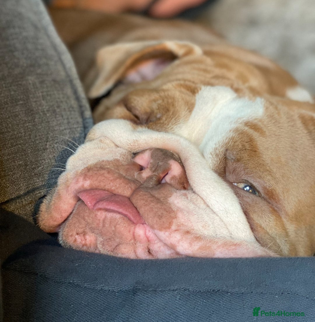 English Bulldog dogs for sale: For new home  - Image 3