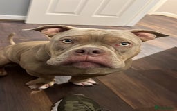 Mixed Breed dogs for sale: Loving, Loyal Boy Seeking his Forever Home  - Advert 5