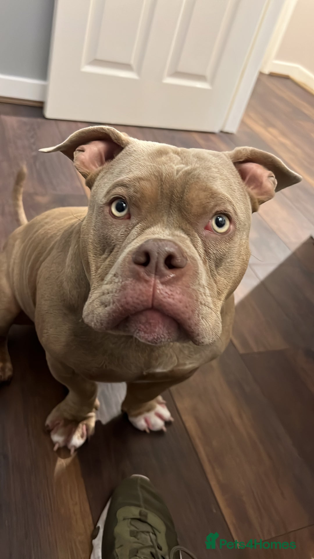 Mixed Breed dogs for sale: Loving, Loyal Boy Seeking his Forever Home  - Advert 5