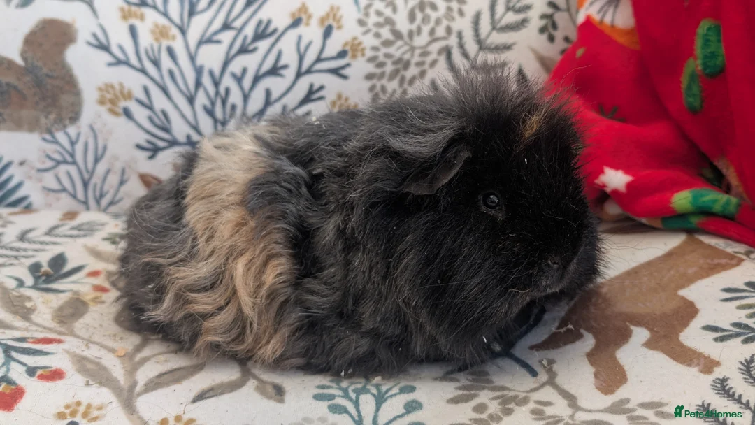 Guinea Pig rodents for sale: Purebred Longhair brothers - Advert 2
